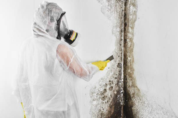 Best Commercial Mold Remediation in Pinch, WV