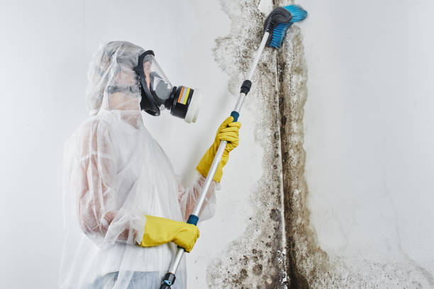 Best Mold Testing and Inspection Services in Pinch, WV