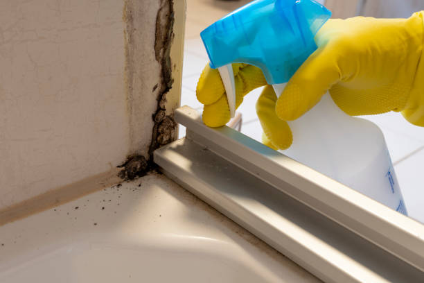 Best DIY Mold Remediation Support Services in Pinch, WV