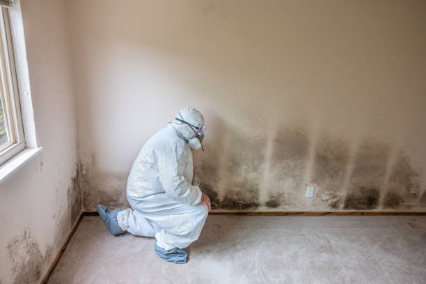 Best Bathroom Mold Remediation in Pinch, WV