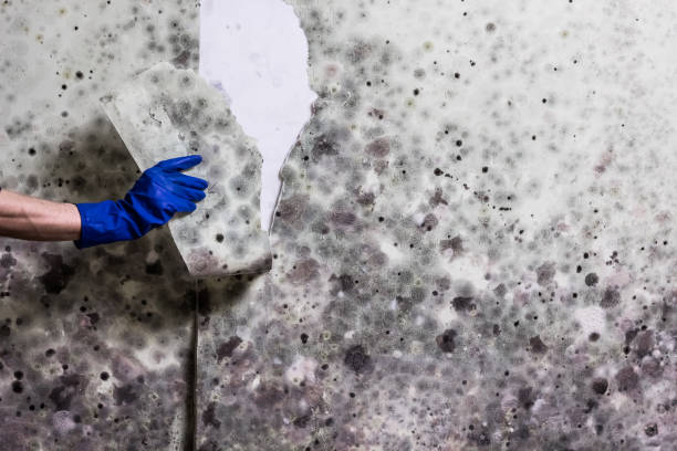 Best Post-Remediation Services in Pinch, WV