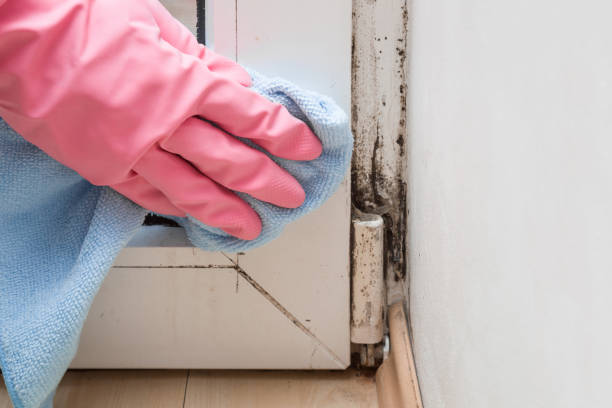 Best Basement Mold Remediation in Pinch, WV